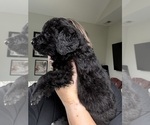 Small #2 Bernedoodle