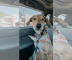 Shepradors Dogs for adoption in Denton, TX, USA