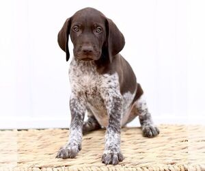 German Shorthaired Pointer Puppy for sale in COATESVILLE, PA, USA