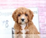 Small #2 Cavalier King Charles Spaniel-Poodle (Toy) Mix