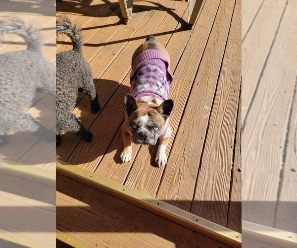 Medium Photo #1 French Bulldog Puppy For Sale in MCDONOUGH, GA, USA