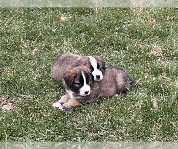 Medium Photo #20 Alaskan Husky-Saint Bernard Mix Puppy For Sale in OLIVET, MI, USA