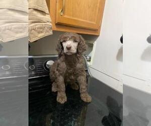 Poodle (Standard) Puppy for sale in FINLAYSON, MN, USA