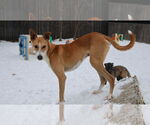 Small #17 Saluki-Whippet Mix