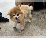 Small #2 Pomeranian