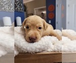 Small Photo #14 Labrador Retriever Puppy For Sale in KATHLEEN, GA, USA