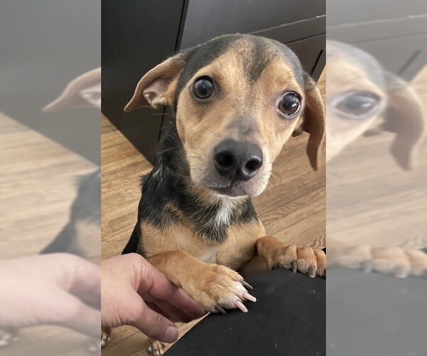 Medium Photo #4 Chihuahua Puppy For Sale in St. Louis Park, MN, USA