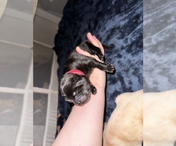 Medium Photo #3 Chow Chow Puppy For Sale in London, Ontario, Canada