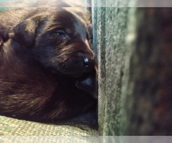 Medium Photo #13 Belgian Malinois-German Shorthaired Pointer Mix Puppy For Sale in SALINAS, CA, USA