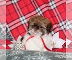 Small #3 Shih Tzu