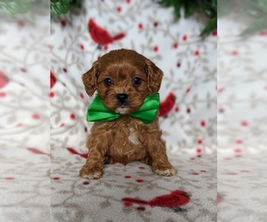 Cavapoo Puppy for sale in QUARRYVILLE, PA, USA