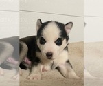 Small Photo #3 Siberian Husky Puppy For Sale in FLAT ROCK, MI, USA