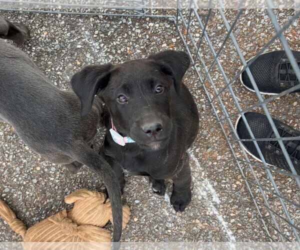 Medium Photo #2 Labrador Retriever-Unknown Mix Puppy For Sale in Forest, VA, USA