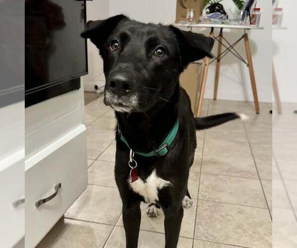 Medium Photo #2 Labrador Retriever-Unknown Mix Puppy For Sale in San Diego, CA, USA