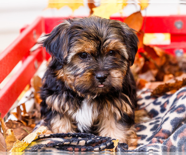 Medium Photo #29 Shorkie Tzu Puppy For Sale in WAKARUSA, IN, USA