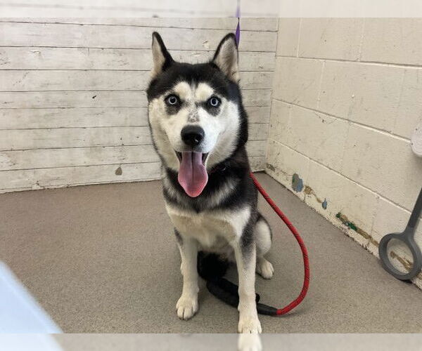 Medium Photo #1 Siberian Husky Puppy For Sale in San Bernardino, CA, USA