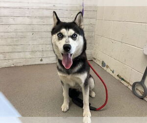 Siberian Husky Dogs for adoption in San Bernardino, CA, USA