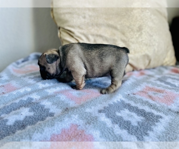 Medium Photo #7 French Bulldog Puppy For Sale in KISSIMMEE, FL, USA