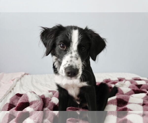 Medium Photo #1 Border Collie Puppy For Sale in Sandy, UT, USA