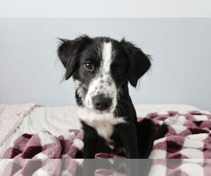 Border Collie Dogs for adoption in Sandy, UT, USA