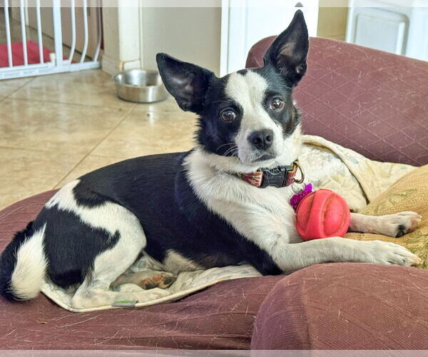Medium Photo #3 Rat Terrier-Unknown Mix Puppy For Sale in Corona, CA, USA