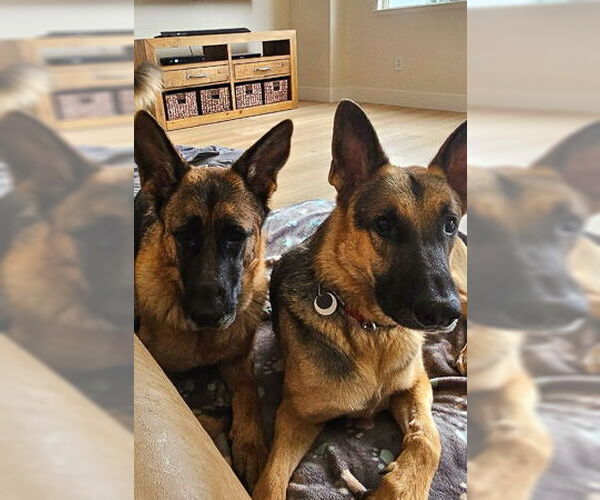 Medium Photo #2 German Shepherd Dog Puppy For Sale in Modesto, CA, USA