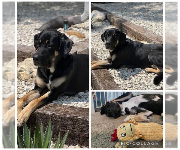 Medium Photo #2 Great Dane-Unknown Mix Puppy For Sale in San Antonio, TX, USA