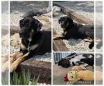 Small #1 Great Dane Mix