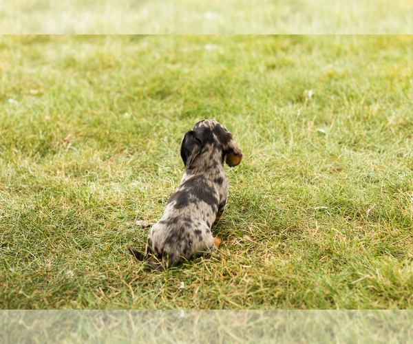 Medium Photo #5 Dachshund Puppy For Sale in NAPPANEE, IN, USA