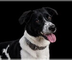 Small #5 Border Collie-Colonial Cocker Spaniel Mix