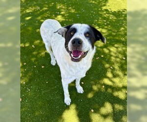 Great Pyrenees Dogs for adoption in Salinas, CA, USA