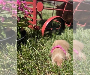 Golden Retriever Puppy for sale in NEOLA, WV, USA