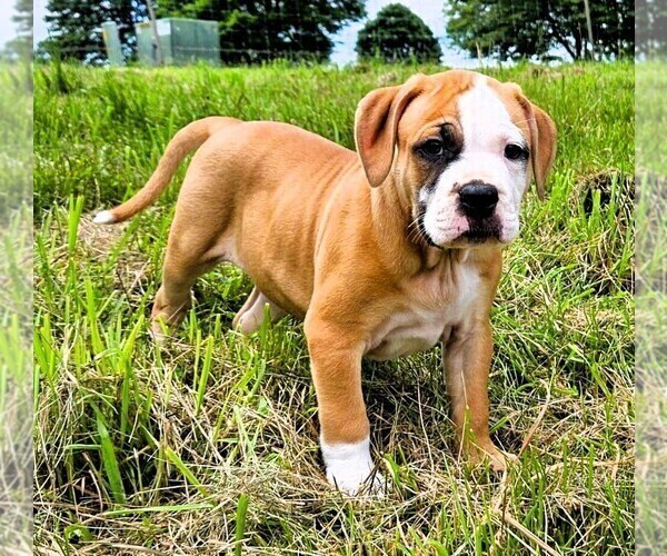 Medium Photo #1 Alapaha Blue Blood Bulldog Puppy For Sale in SHELOCTA, PA, USA