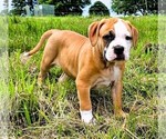 Puppy 3 Alapaha Blue Blood Bulldog