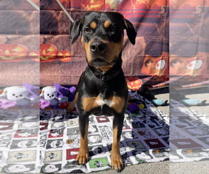 Chongers - Male Rotterman Dog for Adoption - Photo #7
