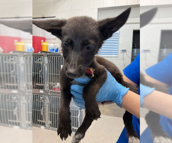 Medium Photo #1 German Shepherd Dog-Unknown Mix Puppy For Sale in San Bernardino, CA, USA