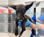Small German Shepherd Dog Mix