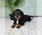 Small #5 Dachshund