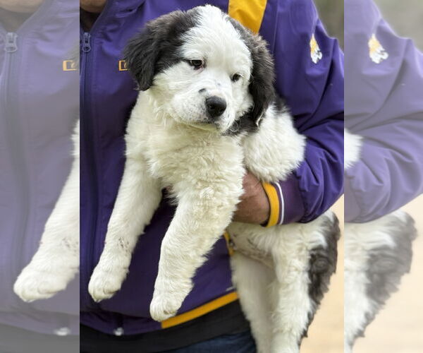 Medium Photo #2 Great Pyrenees-Unknown Mix Puppy For Sale in Rockaway, NJ, USA