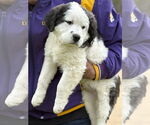 Small #1 Great Pyrenees Mix