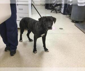 American Pit Bull Terrier-Labrador Retriever Mix Dogs for adoption in Riverside, CA, USA