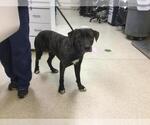 Small American Pit Bull Terrier-Labrador Retriever Mix