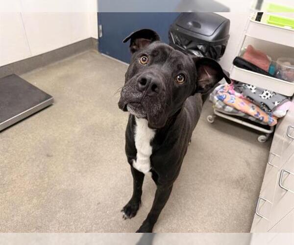 Medium Photo #1 Great Dane-Unknown Mix Puppy For Sale in HESPERIA, CA, USA