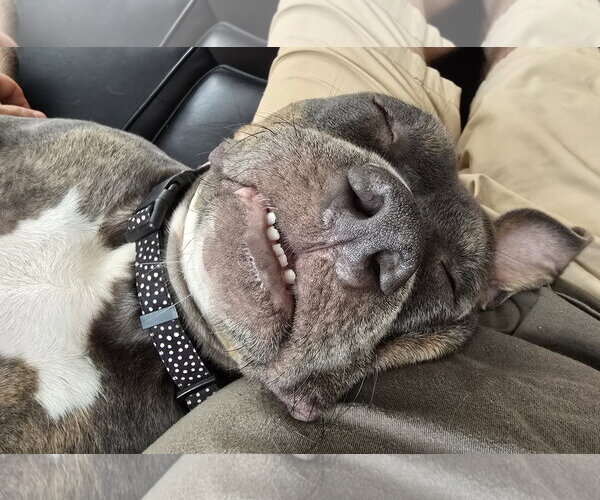 Medium Photo #8 Mutt Puppy For Sale in Rockville, MD, USA