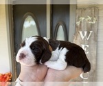 Small #4 English Springer Spaniel