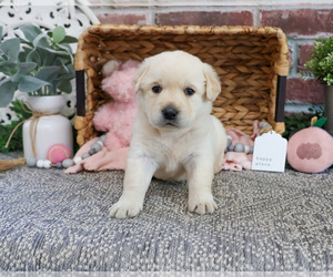 Labrador Retriever Puppy for sale in SYRACUSE, IN, USA