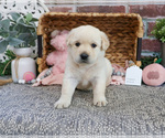 Small Labrador Retriever