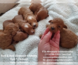 Goldendoodle (Miniature) Puppy for sale in BREA, CA, USA