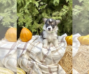 Pembroke Welsh Corgi Puppy for sale in SOULSBYVILLE, CA, USA