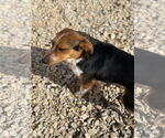 Small #4 Beagle